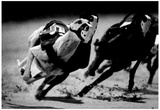 Dog Racing at Derby Lane 1989 Archival Photo Poster Prints
