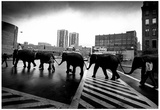 Circus Elephants Crossing Road Archival Photo Poster Photo