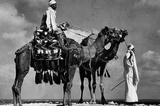 Camels in Egypt Archival Photo Poster Print Masterprint