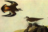 Audubon Killdeer Bird Art Poster Print Masterprint