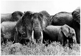Elephants 1975 Archival Photo Poster Posters