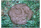 Great Gag Gift (Pile of Poop on Grass) Art Poster Print Prints