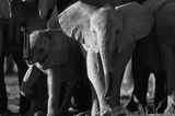 Elephants Archival Photo Poster Print Impressão de alta qualidade