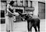 Jumbo Jr 1964 Archival Photo Poster Prints