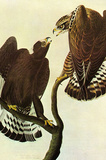 Audubon Rough-Legged Hawk Bird Art Poster Print Impressão de alta qualidade