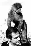 Robert Culp and Baby Baboon 1968 Archival Photo Poster Posters