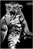 Baby Tiger Cub Archival Photo Poster Prints
