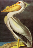 Audubon White Pelican Bird Art Poster Print Print