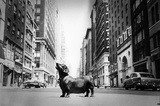 New York City Dog on Madison Avenue 1958 Archival Photo Poster Print Masterprint