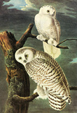 Audubon Snowy Owl Bird Art Poster Print Masterprint