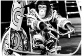 Monkey Riding Bicycle Archival Photo Poster Prints