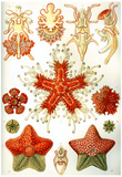 Asteridea Nature Print Poster by Ernst Haeckel Print