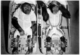 Space Monkeys 1962 Archival Photo Poster Photo