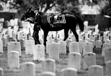 Riderless Horse Arlington Cemetary 1970 Archival Photo Poster Masterprint