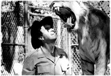Tiger Yawn Archival Photo Poster Posters