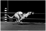 Racing Greyhound Archival Photo Poster Posters