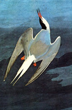 Audubon Arctic Tern Bird Art Poster Print Masterprint
