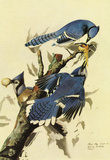 Audubon Blue Jay Bird Art Poster Print Masterprint