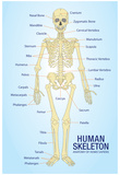 Human Skeleton Anatomy Anatomical Chart Poster Print Posters