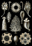 Calcispongiae Nature Art Print Poster by Ernst Haeckel Impressão de alta qualidade