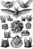 Chiroptera Nature Art Print Poster by Ernst Haeckel Masterprint
