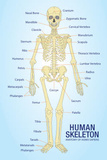 Human Skeleton Anatomy Anatomical Chart Poster Print Masterprint
