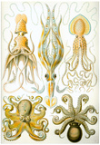 Gamochonia Nature Art Print Poster by Ernst Haeckel Posters
