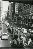 Circus Elephants in New York City Archival Photo Poster Print Posters