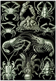 Decapoda Nature Art Print Poster by Ernst Haeckel Prints