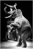 Circus Elephant Archival Photo Poster Posters
