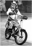Monkey Riding a Bicycle Archival Photo Poster Prints