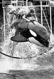 Man Riding Killer Whale 1975 Archival Photo Poster Masterprint