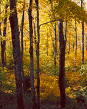 Sanctuary Woods I Prints by Kathy Mansfield
