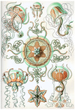 Trachomedusae Nature Art Print Poster by Ernst Haeckel Photo