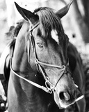 Derby I Print by Susan Bryant