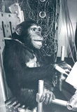 Space Chimp Archival Photo Poster Print Masterprint