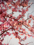 Cherry Blossoms I Poster by Susan Bryant