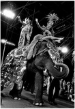 Ringling Brothers Circus Elephants Archival Photo Poster Posters