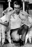 Pet Alpacas on Florida Reserve Archival Photo Poster Masterprint