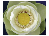 Delicate Lotus II Giclee Print by Jim Christensen