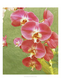 Non-embellished Island Orchid I Giclee Print by Chariklia Zarris