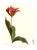 Tulip I Giclee Print by James Linton Sain