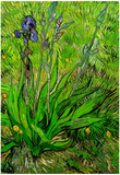 Vincent Van Gogh The Iris Art Print Poster Prints