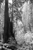 Tree Path II Posters by Kathy Mansfield
