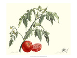 Tomato Giclee Print by James Linton Sain