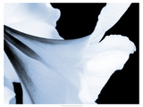 Reveal on Black II Giclee Print