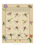 Dragonfly Manuscript II Giclee Print by Jaggu Prasad