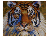 Tiger Giclee Print by Robert Tate