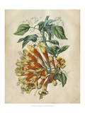 Tropical Beauty II Giclee Print by John Wiek