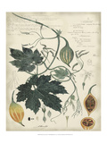 Botanical I Giclee Print by A. Descubes